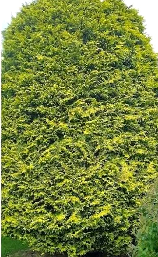 Conifer reshaped — before