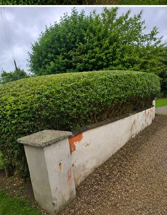 Finished hedge and boundary wall after trimming