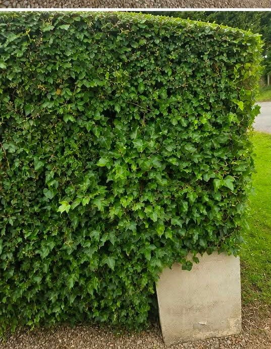Close-up of a sharply squared ivy hedge face