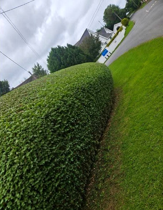 Long roadside hedge cut level and shaped by B&M Landscaping