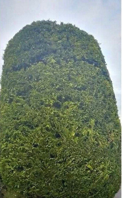 Conifer reshaped — after