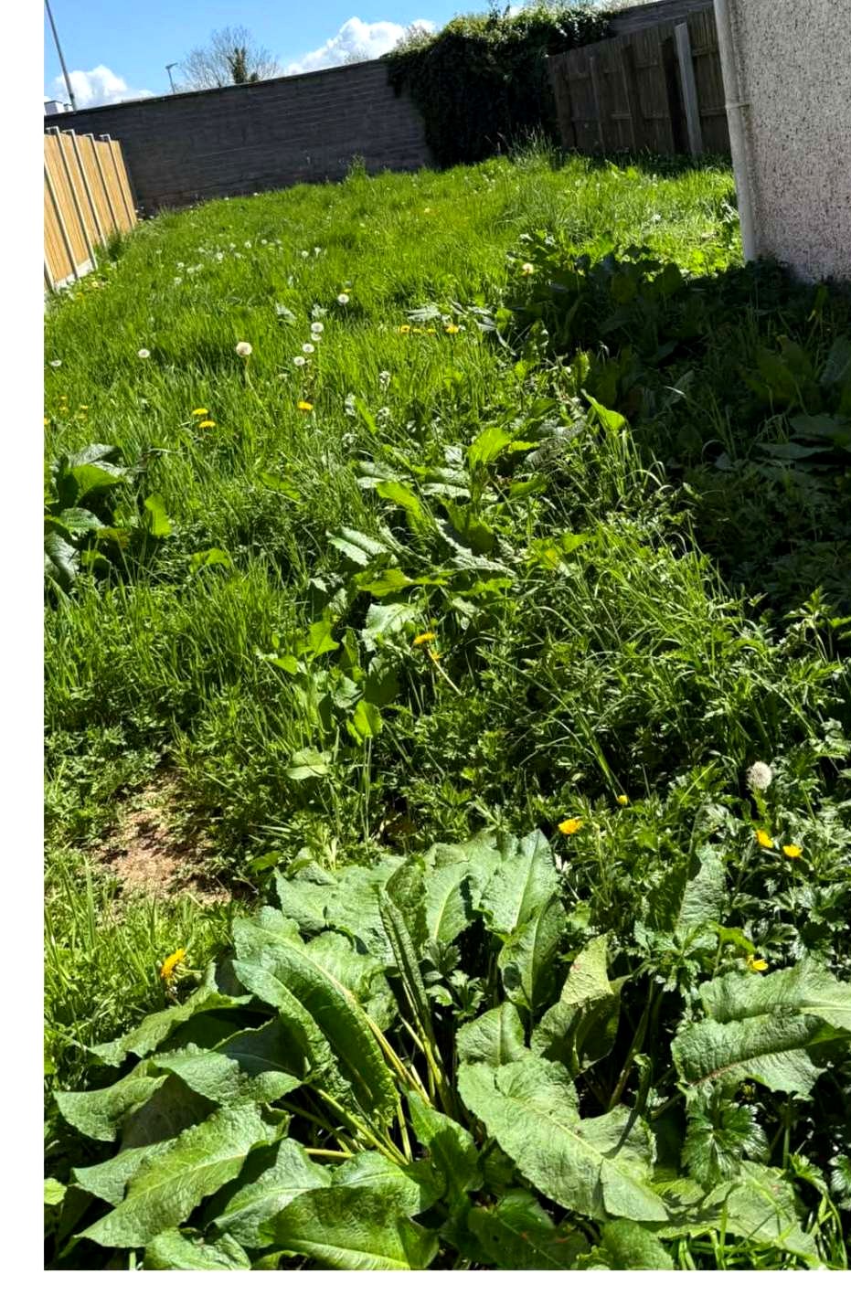 Overgrown garden reclaimed — before